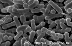 Morinaga MilkBifidobacterium breve B-3ںõϿע׼